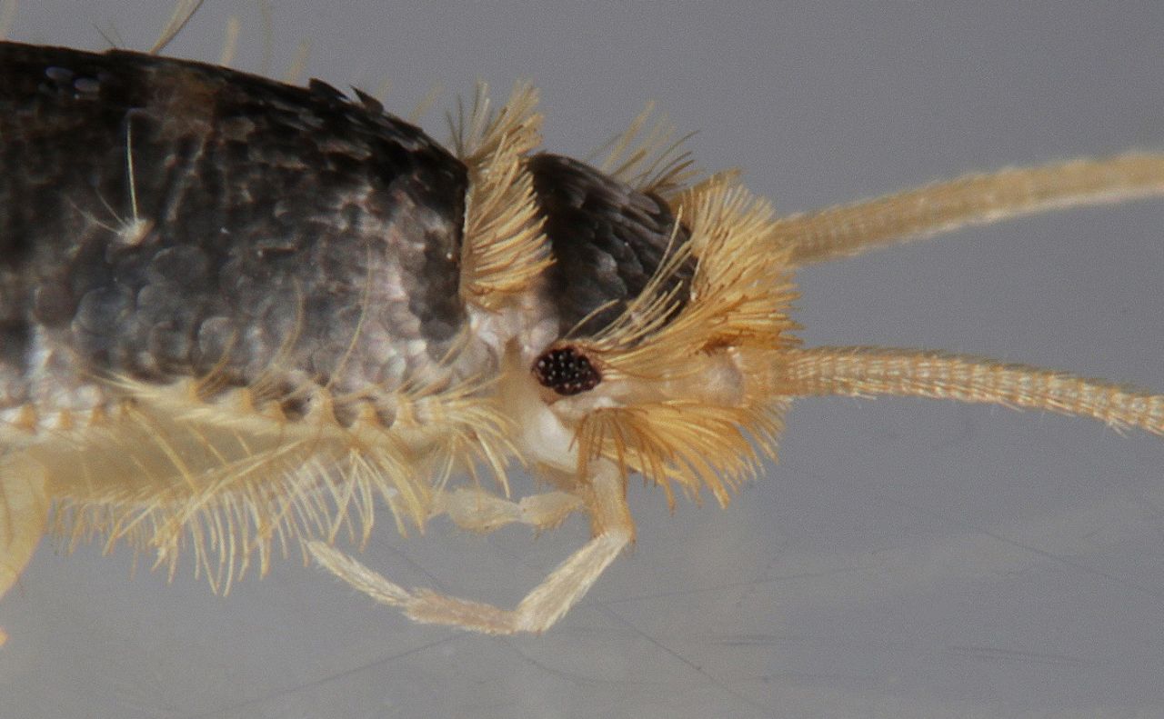Lepisma saccharina (Lepismatidae)